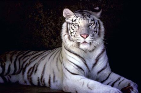 white_tiger1.jpg