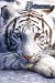 [obrazky.4ever.sk] biely tiger, zviera 8876952.jpg