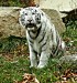 tiger biely.jpg